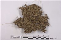 藏品(花萼蘚屬)的圖片